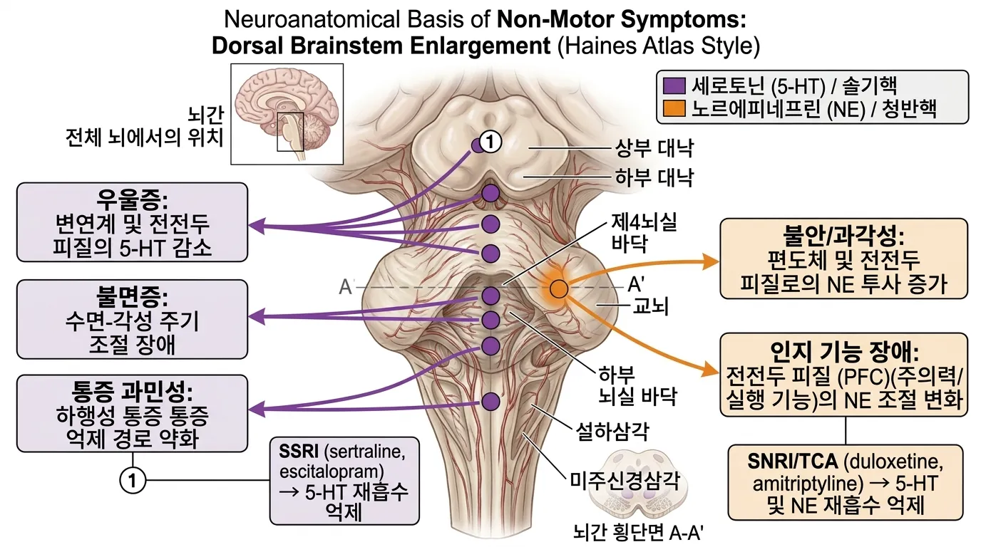 비운동 증상의 신경해부학적 기반 — 뇌간 확대도